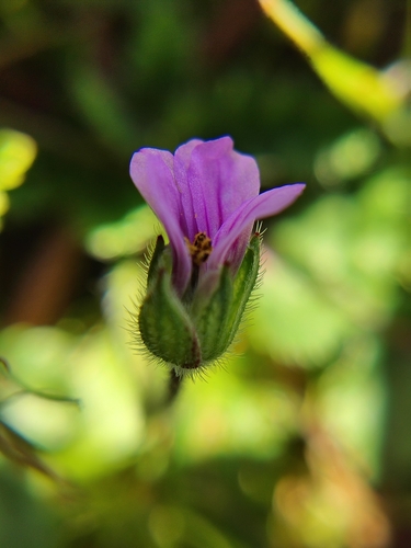 iNaturalist observation photo of Mediterranean Stork's-bill