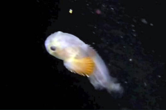 Soft Sculpin photo 1