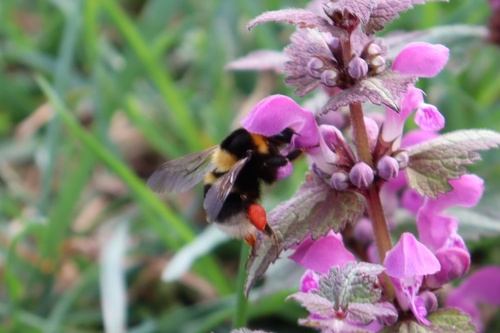 Large Garden Bumble Bee photo 4