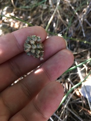 Allium marschalianum