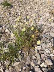 Cephalaria coriacea