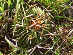 Echinofossulocactus pentacanthus