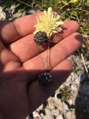 Cephalaria coriacea