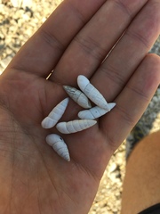 Brephulopsis