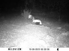 Mephitis mephitis estor