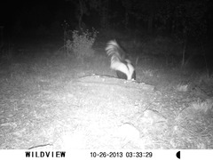 Mephitis mephitis estor