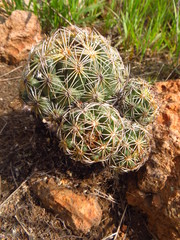 Coryphantha radians