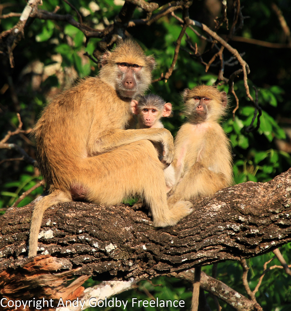 Kinda Baboon