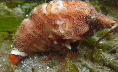 Rhamphocottus richardsonii