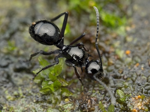 Polyrhachis cybelePolyrhachis cybele