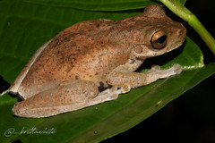 Schultze's Stream Frog photo 2