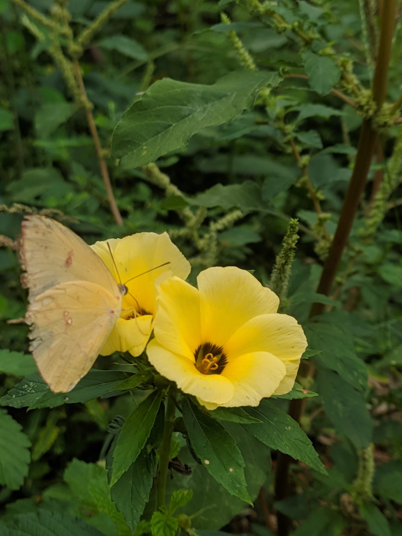 Turnera subulata