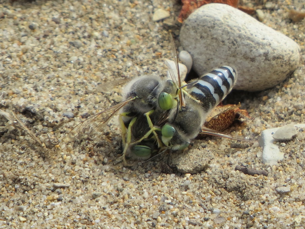 American Sand Wasp
