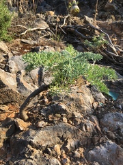 Seseli gummiferum