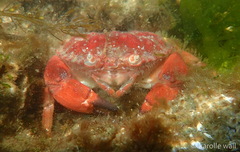 Glebocarcinus oregonensis
