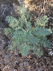 Seseli gummiferum