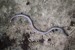 Amphisbaenia