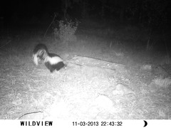 Mephitis mephitis estor