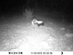 Mephitis mephitis estor