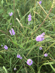 Verbena xutha