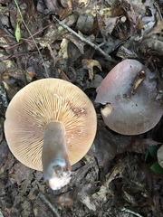 Lactifluus