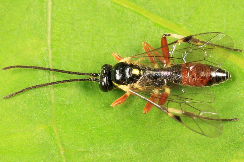 Diplazon deletus