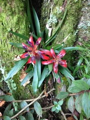 Tillandsia leiboldiana