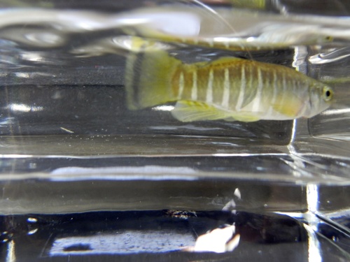 Mediterranean banded killifish (Aphanius fasciatus) — Cyprinodontidae — 3