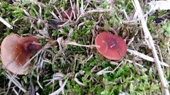 Lactarius eucalypti