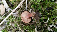 Lactarius eucalypti