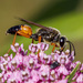 Great Golden Digger Wasp - Photo (c) Alan Wells, some rights reserved (CC BY-NC), uploaded by Alan Wells