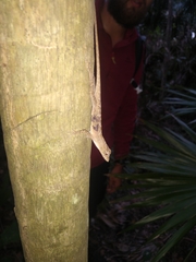 Anolis bicaorum