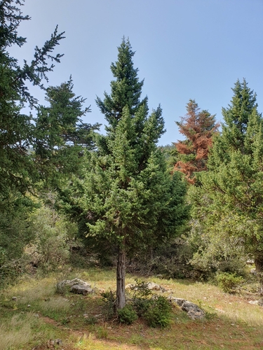 Image of Juniperus macrocarpa by (c) connyklein, some rights reserved (CC BY)