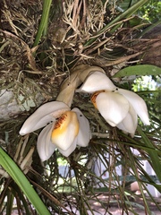Stanhopea ecornuta