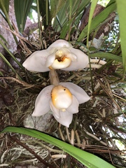 Stanhopea ecornuta
