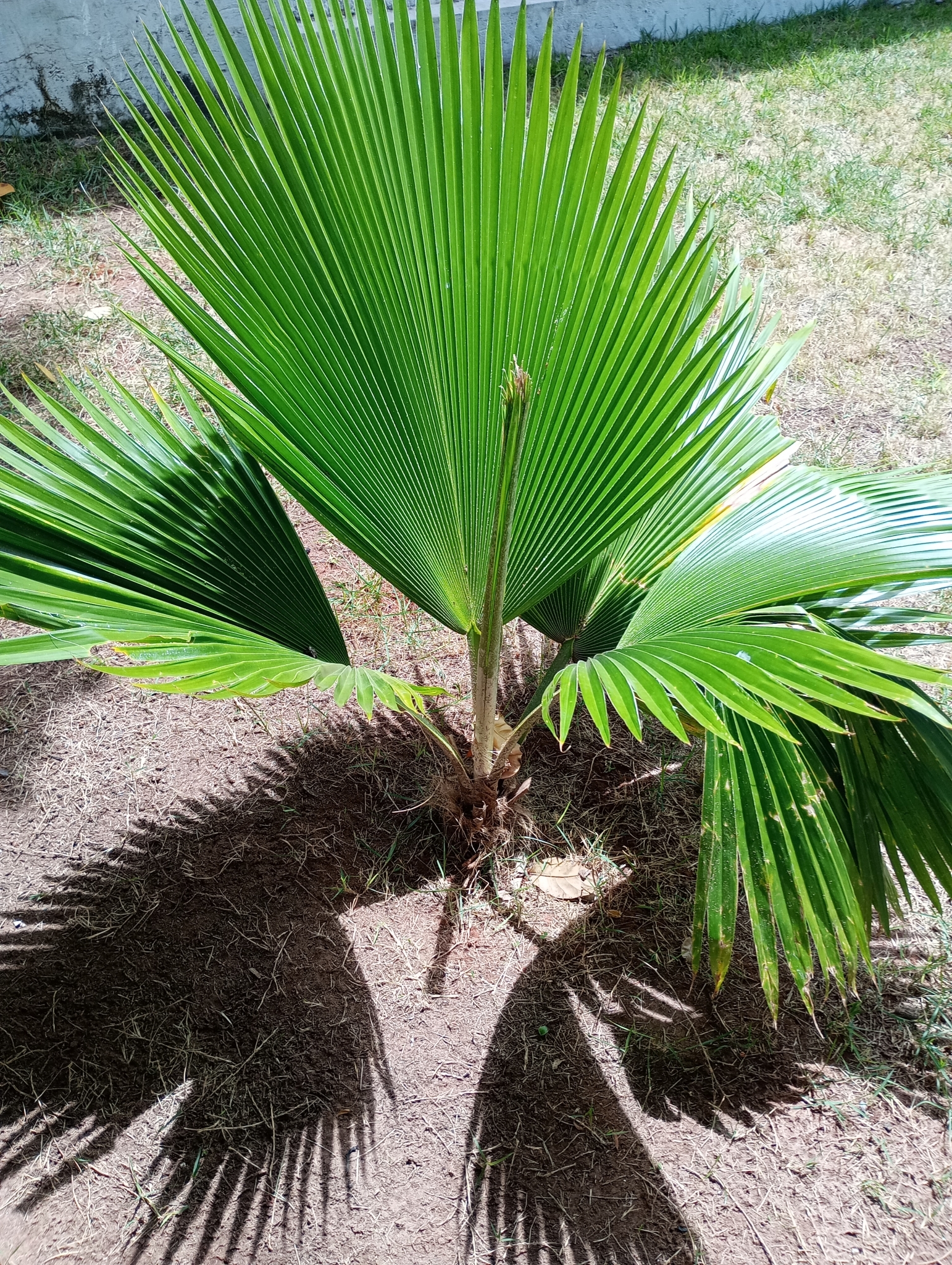 Imagem de Palmeira-fiji