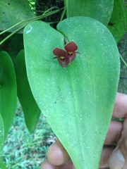 Pleurothallis cardiothallis