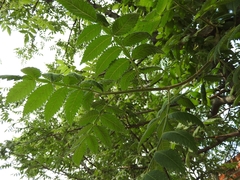 Burseraceae