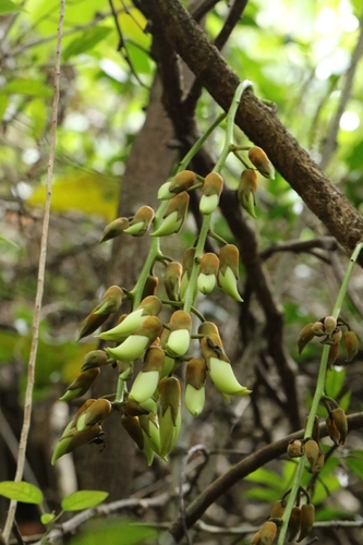 Mucuna birdwoodiana, photograph 4