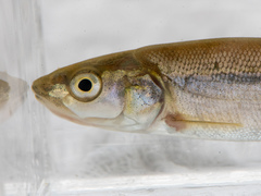 Hesperoleucus symmetricus