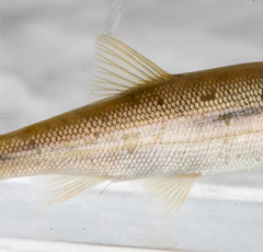 Hesperoleucus symmetricus
