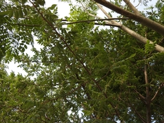 Burseraceae