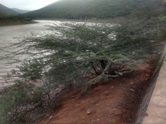 Vachellia planifrons