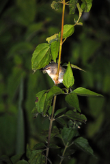Prinia flaviventris