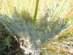 Artemisia dracunculus glauca