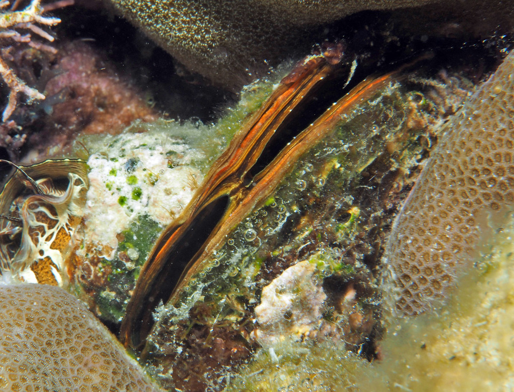 half-round cardita