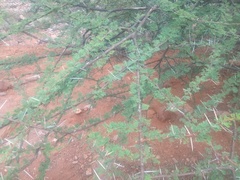 Vachellia planifrons