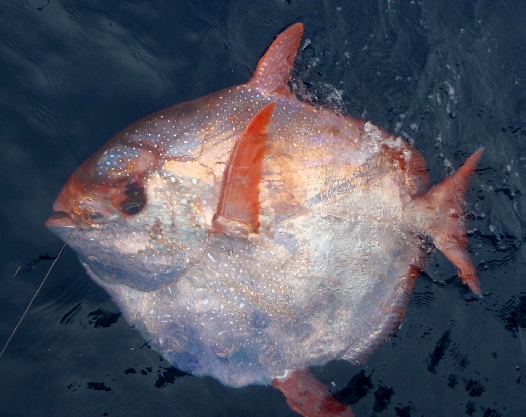 Opah