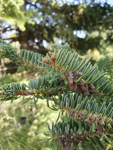 Grecian fir