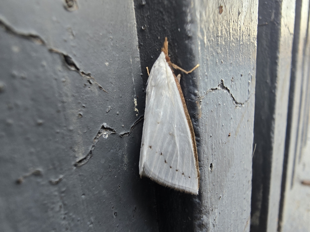 Argyrostola